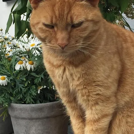 ベッド・アンド・ブレックファスト Mariegaardens Gaestehuse ヒレレズ