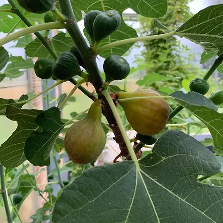 ベッド・アンド・ブレックファスト Mariegaardens Gaestehuse ヒレレズ